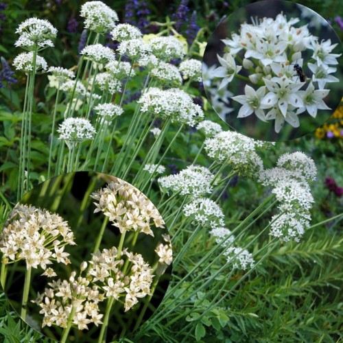 Allium tuberosum 'Neko' - Mugul-lauk 'Neko' P11/0,75L